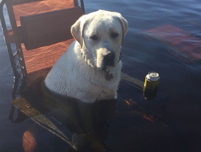 A wet yellow Labrador sits in flooded water next to a submerged wooden chair, with a yellow can floating nearby.
