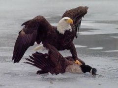 Two bald eagles battle on a frozen surface, with one eagle grasping the other, embodying the raw struggle and triumph implied by the phrase "Rise from the ashes."
