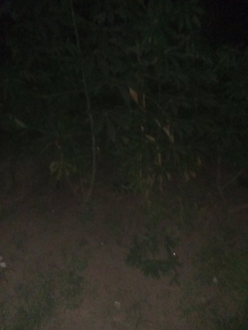 A very dark, blurry nighttime photo showing some foliage and a dirt path barely visible in low light.