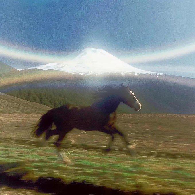 A dark horse gallops across a grassy field with a snow-capped mountain rising in the background, symbolizing the pursuit of opportunity and freedom. The image echoes the post's message of spotting "alpha" out there—capturing the spirit of an open-eyed chase toward untamed possibilities, fittingly signed off with "GN" (good night).