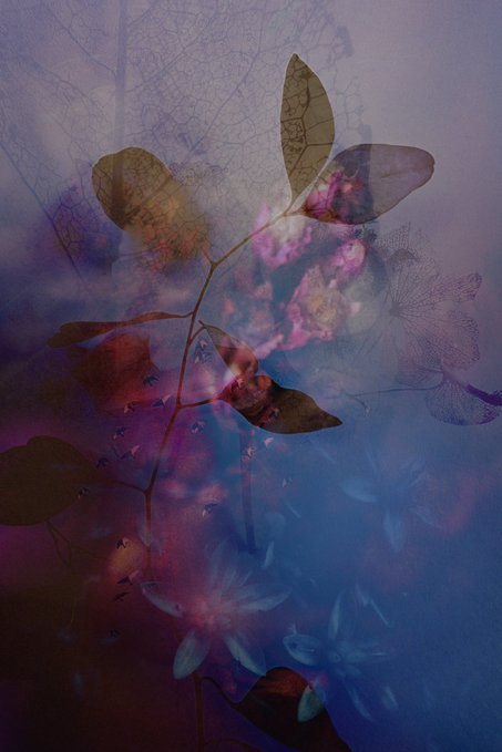 An abstract double-exposure composition combining silhouettes of leaves and floral patterns in blue, purple, and pink hues.