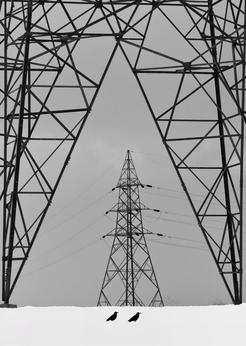 A black and white photograph shows power line towers and transmission lines against a gray sky, with two birds in silhouette in the foreground.