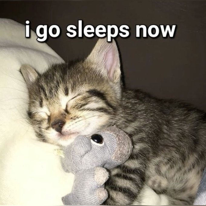 Meme image of a sleeping tabby kitten cuddling a stuffed elephant toy, captioned 'i go sleeps now.'