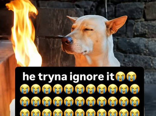 A meme showing a calm dog with closed eyes beside flames, captioned 'he tryna ignore it' with rows of crying emojis.