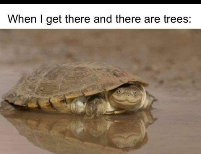 A meme featuring a turtle in water with a forced smile, captioned 'When I get there and there are trees:'.