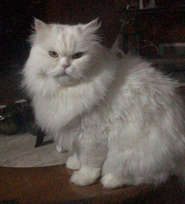 A fluffy white Persian cat with a grumpy expression sitting indoors, with what appears to be another dark-colored cat partially visible in the background.