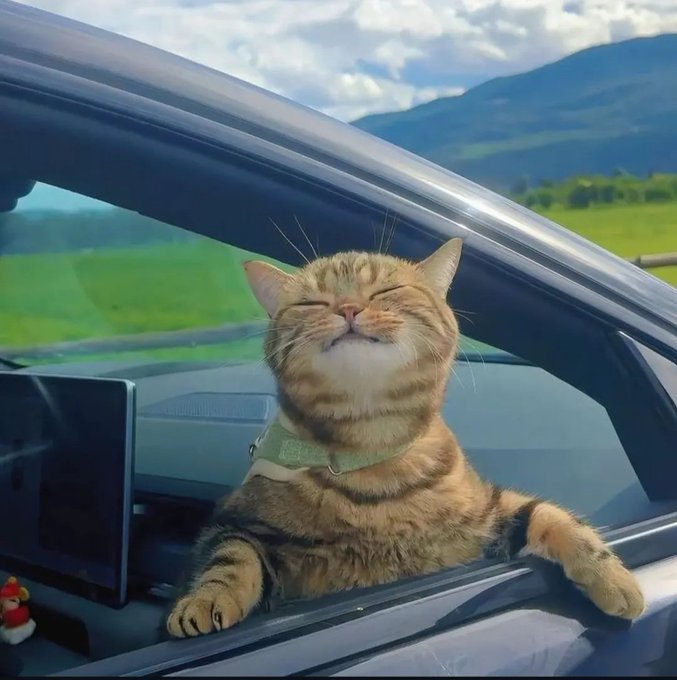 A content orange tabby cat leans out of a car window with its eyes closed, enjoying the breeze against a backdrop of green fields and mountains.