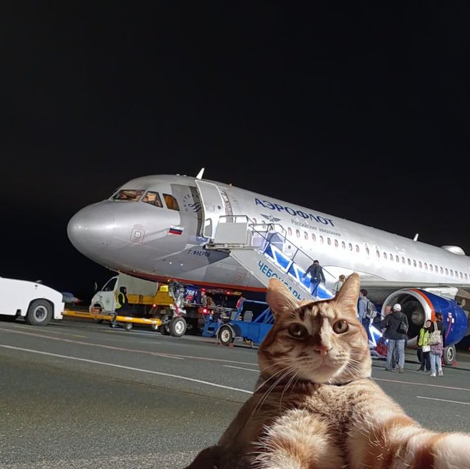 A nighttime airport tarmac scene showing an Aeroflot aircraft with mobile stairs attached, with an orange tabby cat taking a selfie in the foreground.