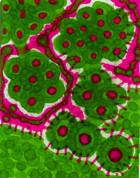 Colorful microscopic or stylized image showing green clusters with pink/magenta spots and outlines, possibly a cellular structure or artistic rendering.