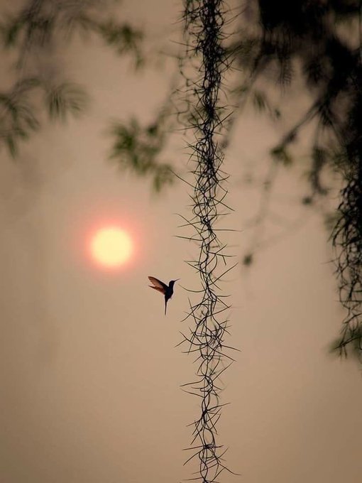 A hummingbird hovers near a vine during sunset, capturing the calm, reflective energy of a Friday wind-down. The soft golden hues and peaceful scene echo the post's "good vibes only" message—embracing the slower pace and appreciation of simple beauty to end the work week.