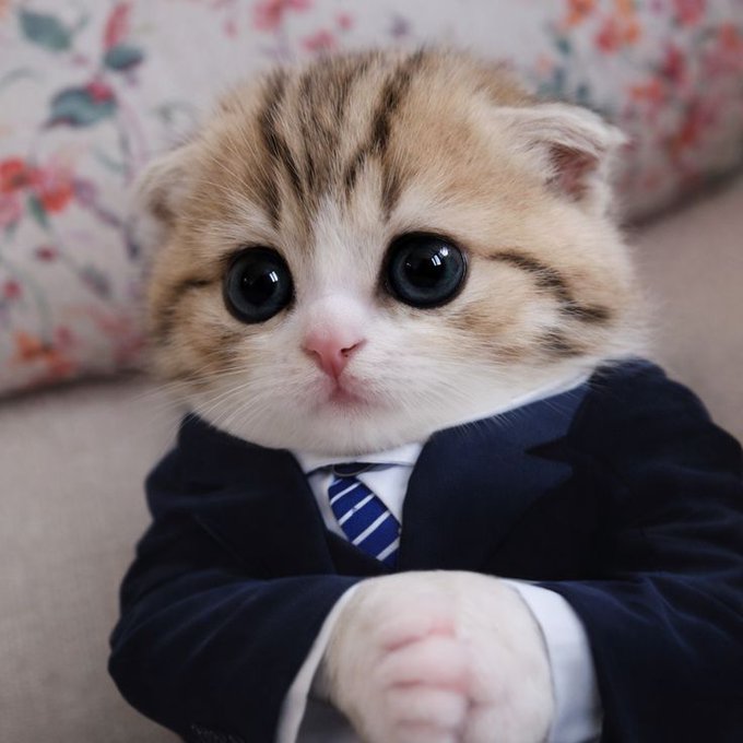 A close-up photo of a Scottish Fold kitten dressed in a dark blue suit jacket and a blue-and-white striped tie, sitting with its paws together against a floral fabric background.