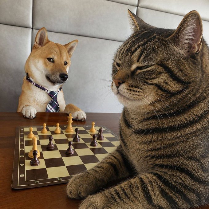 A dog wearing a tie and a cat play a game of chess, with the cat appearing to have the winning hand in relation to the "Checkmate" post.