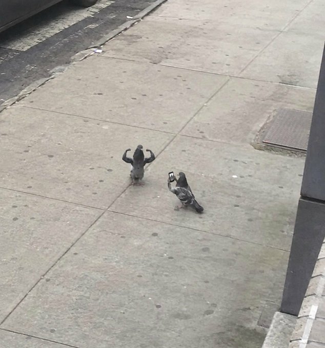 Two pigeons on a concrete sidewalk, with one flexing its wings like muscles in a bodybuilder pose while the other appears to be taking a photo of it with a small device.