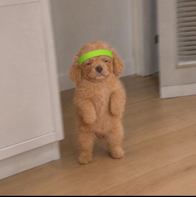 A small, fluffy tan puppy stands on a wooden floor wearing a bright neon green headband. The image fits the post's theme of crypto resilience—using the puppy's calm, determined expression (despite the silly accessory) as a playful metaphor for staying committed and building through periods when no one else is paying attention.