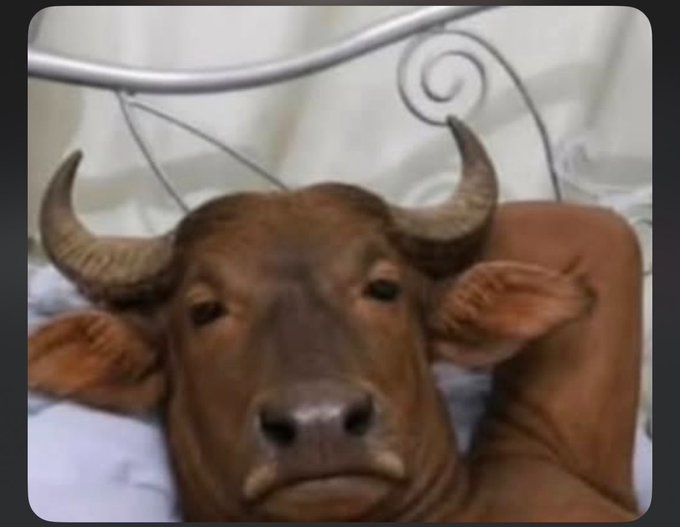 A close-up image of a brown cow with large horns lying on a white bed frame.