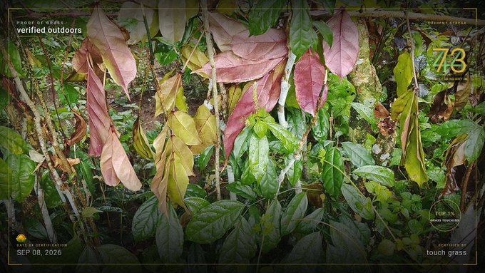 An image from a 'Proof of Week: verified outdoors' stream dated SEP 08, 2026, showing lush green and reddish jungle foliage with a timer at 'DAY 73' and a 'touch grass' prompt.