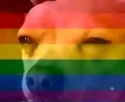 A close-up of a white dog's face overlaid with a rainbow pride flag filter, showing only the dog's eyes and nose through the colorful stripes.