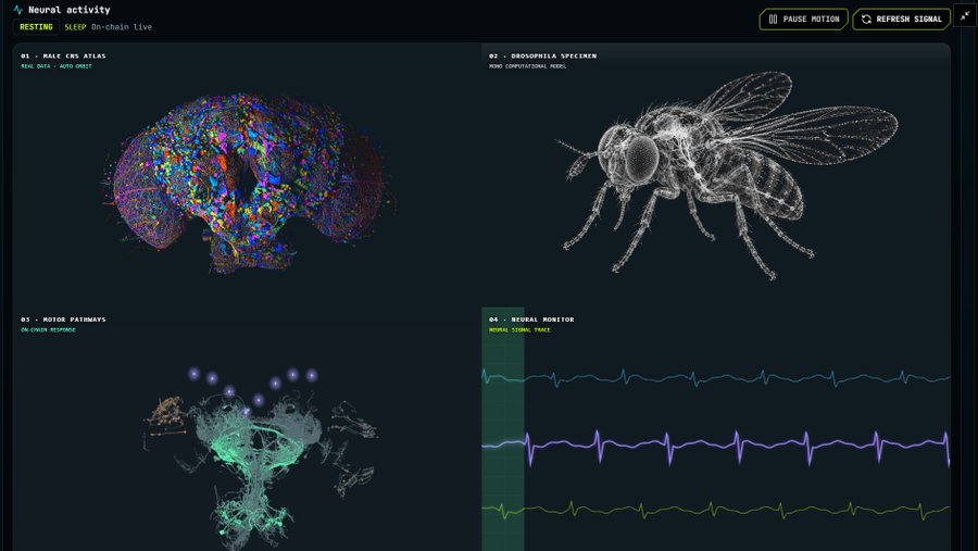 The image displays a "Neural Activity" dashboard titled "RESTING • SLEEP On-chain Live," featuring four panels: "01 - MALE CNS ATLAS" (real data, auto orbit), "02 - DROSOPHILA SPECIMEN" (meme computational model) showing a wireframe fly, "03 - MOTOR PATHWAYS" in green, and "04 - NEURAL MONITOR" displaying EEG-style signal traces. It serves as visual branding for the $FLYBRAIN token (0x6dfc68928e7b3b10ede1e2886eedb30d4a9a7777), presenting itself as an on-chain neuroscience/meme project with brain and fruit fly imagery.