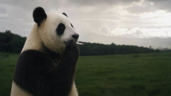 A surreal photo of a giant panda sitting in a green field holding a cigarette, appearing to smoke it.