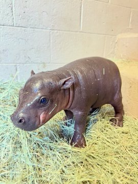A small figurine of a baby hippo stands on a bed of straw against a concrete block wall, matching the "Pepe the hippo" caption shared alongside the image. The post references the Solana token address "5dZe8XoadcXjKkpt9YsnXVQPAF8o8muLD62sD3rrpump," suggesting the meme-style hippo figure is a playful mascot or visual symbol tied to that memecoin.