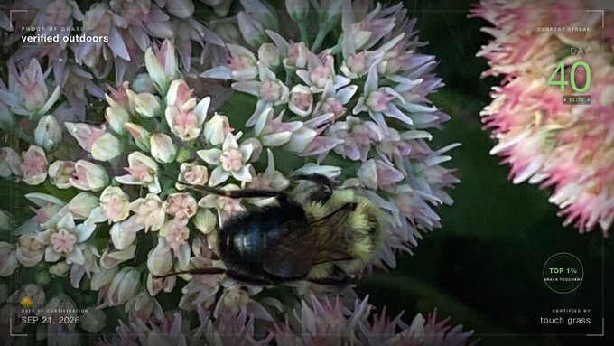 A close-up nature photograph of a bee on clusters of small white and pink flowers, with overlay text indicating 'DAY 40', 'verified outdoors', 'TOP 1% SPECIES TOUCHERS', and a date of 'SEP 21, 2025'.