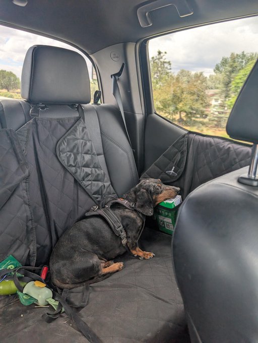 The image shows a small dog sitting inside a car with its head resting on the seat next to the driver's side door handle. The dog appears to be wearing a harness, indicating that it might have been recently adopted or has not yet fully adjusted to being in the car. A green water bottle is placed near the dog, possibly for hydration during the journey.