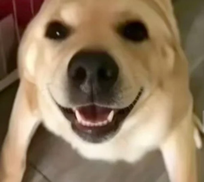 A close-up photo of a smiling golden retriever dog with an enthusiastic expression, mouth open showing its teeth.