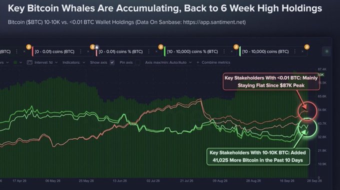 A chart titled "Key Bitcoin Whales Are Accumulating, Back to 6 Week High Holdings," showing BTC wallet holdings on Coinbase, highlighting that 10-10K BTC wallets added 41,025 more Bitcoin.
