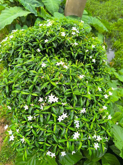 A lush green bush with small white flowers, surrounded by large green leaves in a garden setting.