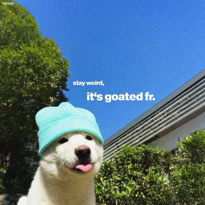 A white dog wearing a teal beanie with overlaid text reading 'stay weird, it's goated fr.'