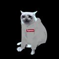 A small white kitten sits against a black background with a red Supreme logo label across its chest.
