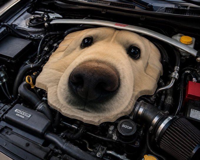 A car engine bay featuring a humorous flat boxer engine cover decorated with a golden retriever's face, with visible 'STI' and 'BOXER' branding.