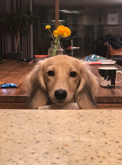A long-haired dachshund named Cream peeks over a kitchen counter with a hopeful, hungry expression, her head resting just above a speckled countertop beside a black and white coffee mug. The image playfully matches the post's caption about Cream begging for rice after being fed a vegetarian diet, capturing her sweet and expectant plea for a more filling meal.