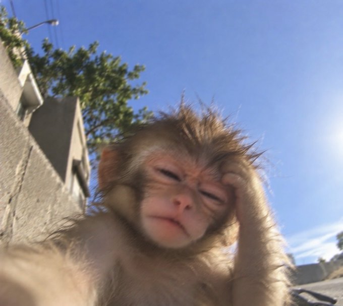 A close-up, low-angle selfie shows a wet baby monkey looking tired and rubbing its eye against a backdrop of blue sky and a concrete wall.