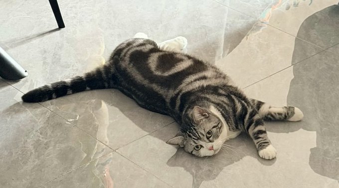 A silver and black tabby cat lying stretched out on a gray marble floor, looking sideways at the camera with white paws visible.