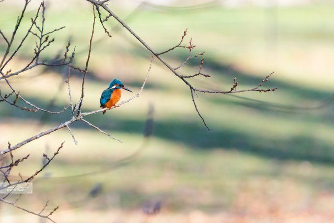A small kingfisher bird with bright blue and orange plumage perched on a thin branch against a blurred natural background.
