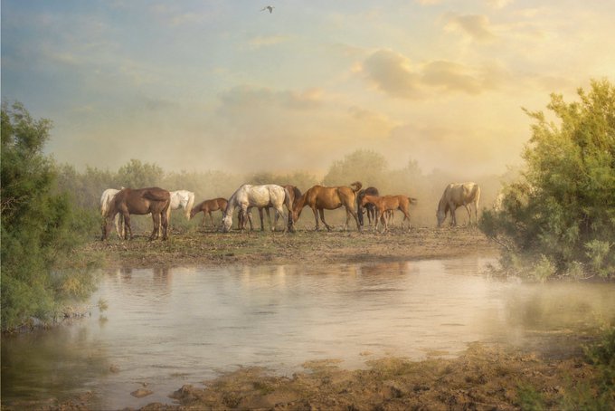 Misty landscape photograph of a herd of horses gathered by a calm body of water at dawn or dusk, framed by green foliage.