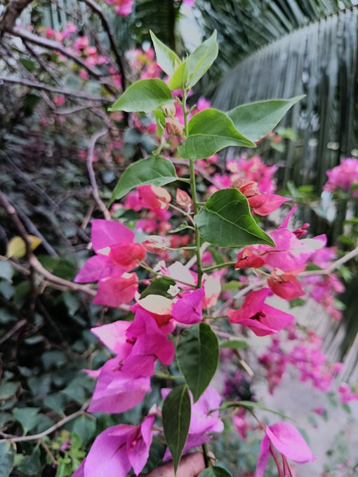 The image features a close-up of pink flowers with green leaves, possibly a bougainvillea plant. The focus of the photo seems to be on the vibrant colors and intricate details of the flowers rather than the background or other elements within the scene. The caption provided in the image is related to a social media post that includes a person's name, @wallchain, which might suggest that this flower arrangement has been photographed for sharing purposes.