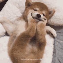 The image shows a Shiba Inu puppy lying on its side with its front paws up, appearing to be in a relaxed pose. The puppy's head is resting on one of two white pillows placed behind it. The text at the bottom of the image reads "Mazrael Products".