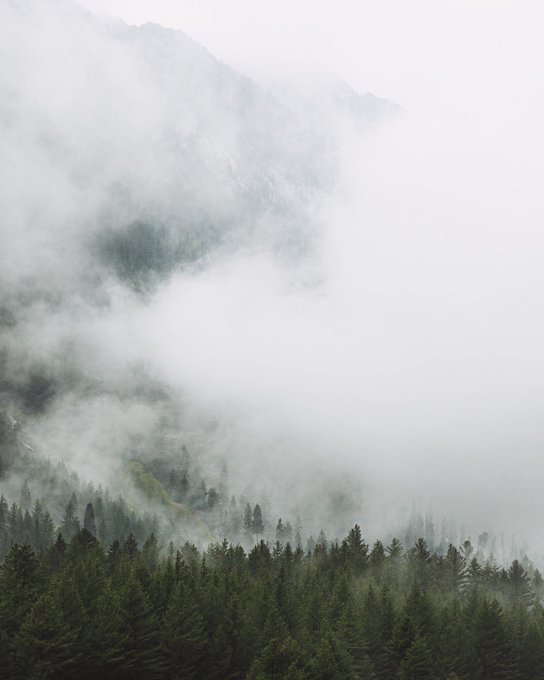 Misty fog rolls over a dense evergreen forest covering a mountainside.