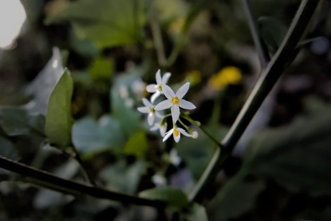 Close-up photograph of delicate white flowers with yellow centers blooming among dark green foliage in a garden setting.