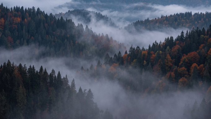 A moody landscape photograph captures an autumn forest valley filled with drifting mist, where patches of vibrant orange and yellow foliage contrast with dark green coniferous trees.