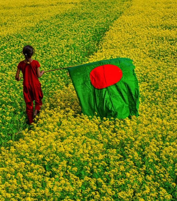 A person in red traditional clothing stands in a vast yellow flower field, holding a large green flag with a red circle, resembling the Bangladesh flag.