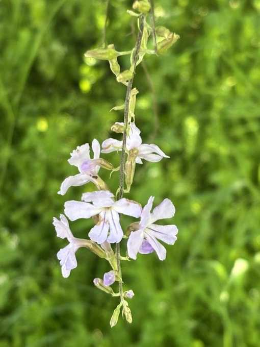 A delicate stem of pale lavender wildflowers stands out against a lush green background, bringing a fresh, natural touch to the "Buenos días" morning greeting. The image's serene floral beauty complements the warm, loving message and hashtags shared in the post.