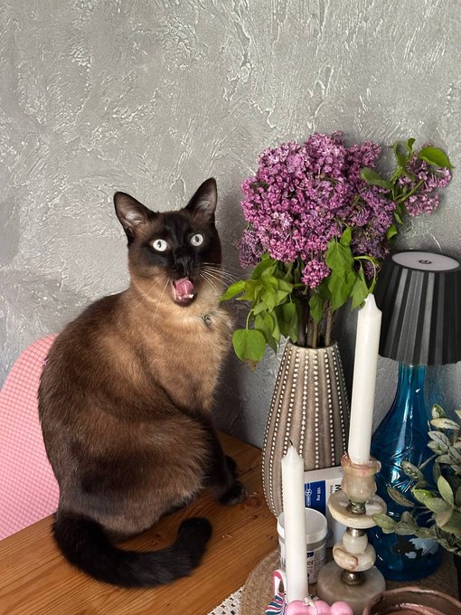 A Siamese cat with striking blue eyes sits on a wooden table, mouth open in a meow, next to a vase of purple lilacs, a white candle, and a blue glass lamp.