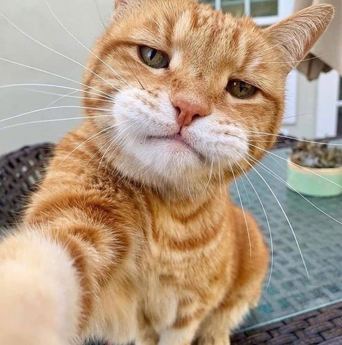 The image features an orange cat sitting on top of a glass table, looking at the camera with its paw extended as if taking a selfie. The cat's fur appears to be orange and white, which matches the color of the glass table. The background is blurred, but it seems like there are some plants in the area.