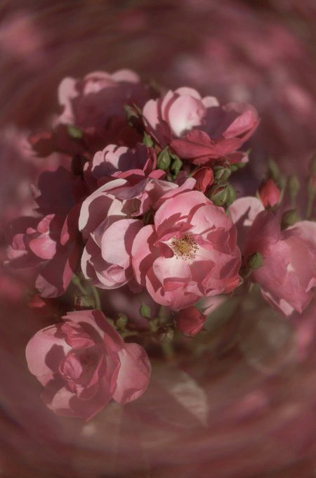 A cluster of pink roses bathed in warm, dappled sunlight, their petals glowing with passion and energy as the swirling background adds a sense of motion and intensity.

The image captures the warmth and vibrant energy described in the accompanying post, with the roses embodying both the "passion" and "power" themes through their rich pink hues and the dynamic, swirling composition.