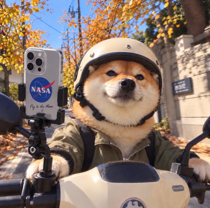 A Shiba Inu dog wearing a beige helmet and a green jacket, sitting on a scooter with a NASA-themed phone case attached to the handlebars, set against an autumn backdrop.