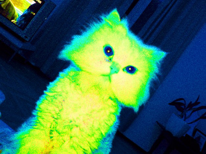 A neon-lit Persian/kitten bathed in glowing yellow-green hues gazes into the camera, its eyes and fur rendered with an eerie quantum-like distortion that visually embodies the "Quantum Cat" counterpart to AI-generated Shiba Inu images. The psychedelic, almost spectral appearance of the cat reinforces the post's playful jab that while others have "Artificial Inu," this community boasts a feline with far more presence.