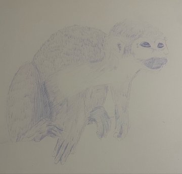 A pencil sketch of a monkey or ape in a crouched position, drawn with blue and grey shading on white paper.